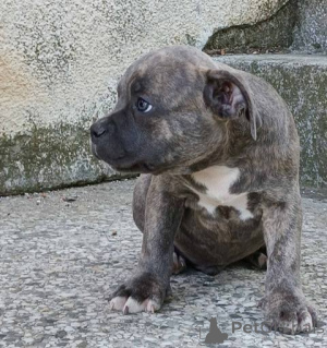 Photo №2 to announcement № 153441 for the sale of american bully - buy in Serbia 