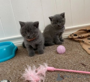 Photo №1. british shorthair - for sale in the city of Antwerp | Is free | Announcement № 154172