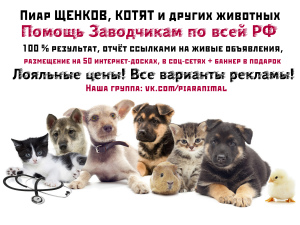 Photo №1. Services for the delivery and transportation of cats and dogs in the city of St. Petersburg. Announcement № 2008
