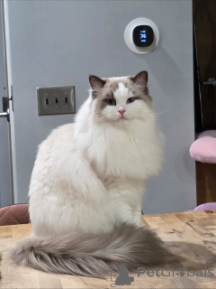 Photo №2 to announcement № 158452 for the sale of maine coon - buy in Switzerland private announcement