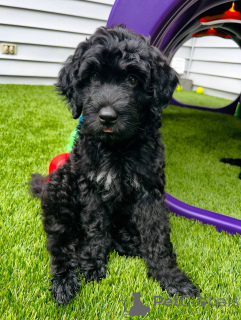 Photo №4. I will sell portuguese water dog in the city of Berlin. private announcement, breeder - price - 723$