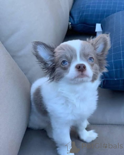 Photo №2 to announcement № 166828 for the sale of chihuahua - buy in United Kingdom private announcement, breeder