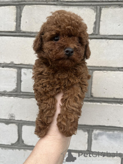 Photo №3. Toy poodle females puppies. Ukraine