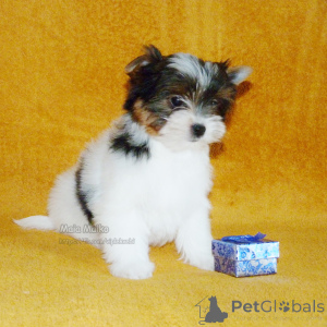 Photo №3. Biewer Terrier puppies in Tbilisi and Batumi. FCI Pedigree.. Georgia