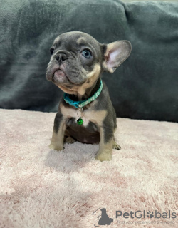 Photo №2 to announcement № 131483 for the sale of french bulldog - buy in Belgium private announcement, breeder