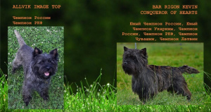 Photo №1. cairn terrier - for sale in the city of Kazan | negotiated | Announcement № 3125