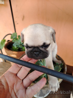 Photo №1. pug - for sale in the city of Baden Baden | negotiated | Announcement № 166146