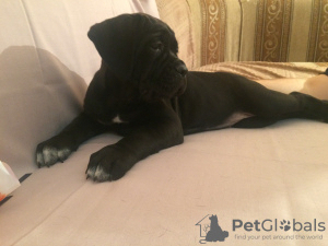 Additional photos: Cane Corso puppies