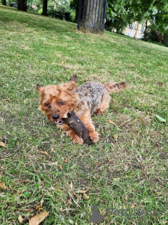 Photo №3. Looking for a temporary home for my dog. United Kingdom