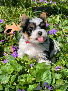 Photo №2 to announcement № 138945 for the sale of beaver yorkshire terrier - buy in United States breeder