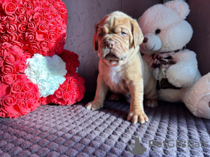 Photo №3. Dogue de Bordeaux puppies. Russian Federation