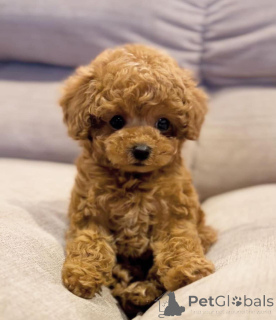 Photo №1. poodle (dwarf) - for sale in the city of Berlin | 753$ | Announcement № 144938