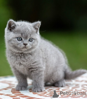 Photo №1. british shorthair - for sale in the city of Maroon | 2900$ | Announcement № 175401