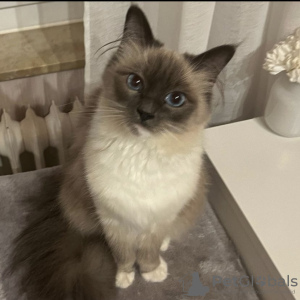 Photo №3. Ragdoll Cat. Germany