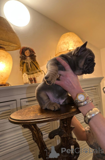 Photo №3. Exclusive! French bulldog puppies.. Austria