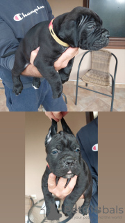 Additional photos: Cane Corso puppies for sale