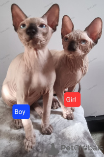 Additional photos: Sphynx quality kittens