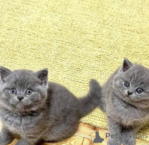 Photo №1. british shorthair - for sale in the city of Alicante | negotiated | Announcement № 169745