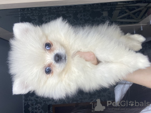 Photo №1. pomeranian - for sale in the city of Москва | 2388$ | Announcement № 7410