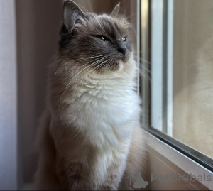 Photo №1. ragdoll - for sale in the city of Гамбург | 528$ | Announcement № 101769