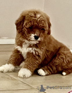 Photo №1. labradoodle - for sale in the city of Belgrade | 516$ | Announcement № 166529