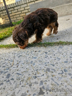 Photo №2 to announcement № 176153 for the sale of yorkshire terrier - buy in Aland Islands private announcement