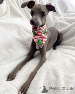 Photo №1. italian greyhound - for sale in the city of Bogotá | 671$ | Announcement № 173382