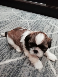 Photo №3. Purebred Shih Tzu puppies.. Latvia