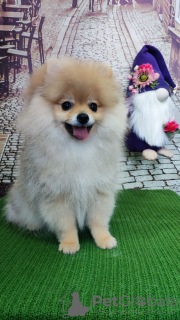 Photo №1. pomeranian - for sale in the city of Москва | negotiated | Announcement № 20363