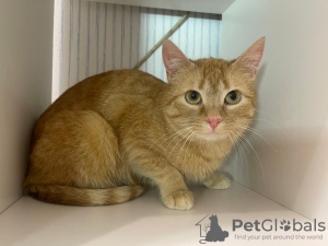 Additional photos: A wonderful young cat Fox is looking for a home and a loving family!