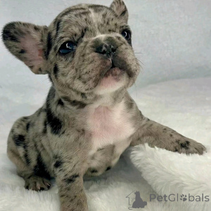 Photo №4. I will sell french bulldog in the city of Berlin. private announcement, breeder - price - 1412$