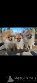 Photo №1. german spitz, pomeranian - for sale in the city of Амстердам | 1882$ | Announcement № 19281