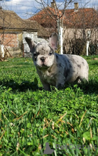 Photo №1. french bulldog - for sale in the city of Obrenovac | negotiated | Announcement № 95132