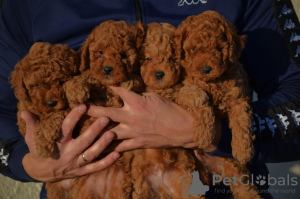 Additional photos: Mini Poodle, red and apricot colors