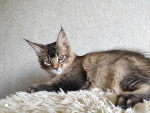 Photo №1. maine coon - for sale in the city of Krasnodar | negotiated | Announcement № 3231