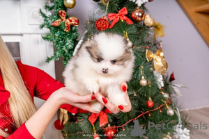 Photo №4. I will sell pomeranian in the city of Нови Сад.  - price - Is free