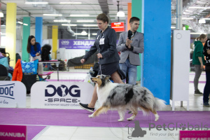 Additional photos: Longhaired Collie, female, champion