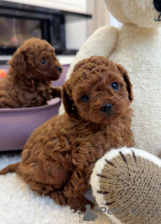 Photo №3. LAST BOY Available! Don't Miss Out on This Gorgeous 10-Week-Old Red Pup. United Kingdom