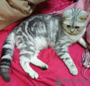 Photo №4. I will sell british shorthair in the city of Riga.  - price - 370$