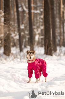 Photo №1. non-pedigree dogs - for sale in the city of Moscow river | Is free | Announcement № 163747