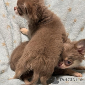Photo №1. chihuahua - for sale in the city of Augsburg | negotiated | Announcement № 152863