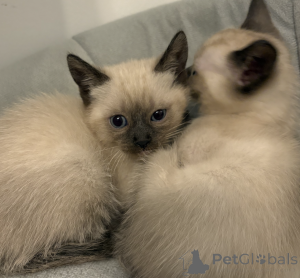 Photo №2 to announcement № 137888 for the sale of siamese cat - buy in Austria private announcement