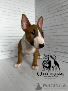 Photo №2 to announcement № 44732 for the sale of bull terrier - buy in Germany breeder