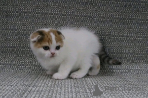 Photo №2 to announcement № 161746 for the sale of  - buy in Belgium 