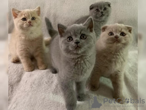 Photo №1. british shorthair - for sale in the city of Berlin | 312$ | Announcement № 24274