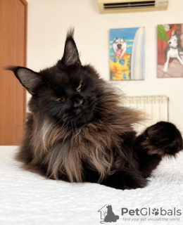 Photo №2 to announcement № 104581 for the sale of maine coon - buy in Germany breeder