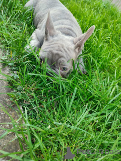 Photo №2 to announcement № 98555 for the sale of french bulldog - buy in Serbia breeder
