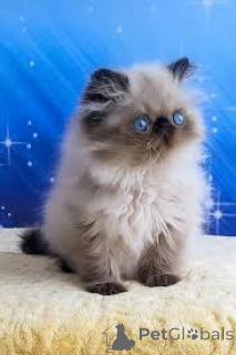Photo №2 to announcement № 165844 for the sale of himalayan cat - buy in Belgium private announcement, breeder