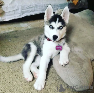 Photo №1. siberian husky - for sale in the city of Reykjavík | negotiated | Announcement № 97413