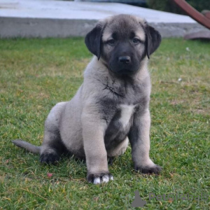 Photo №1. non-pedigree dogs - for sale in the city of Melbourne | 2000$ | Announcement № 143401